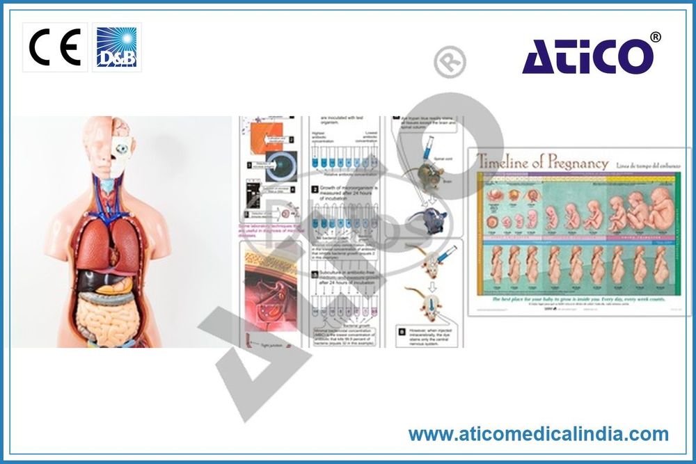 CHARTS & MODELS - ATICO Medical